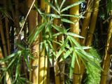 Bambou plantes naturelles artificielles stabilisées sans entretien