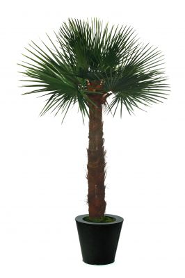 Chamaerops palmiers plantes naturelles artificielles stabilisées sans entretien