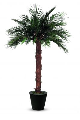 Palmiers Phoénix Phénix plantes naturelles artificielles stabilisées sans entretien
