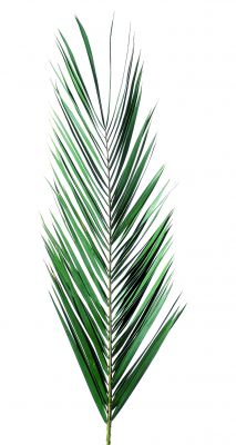 Palmes palmiers Phoénix Phénix plantes naturelles artificielles stabilisées sans entretien