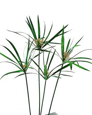 Papyrus plantes naturelles artificielles stabilisées sans entretien