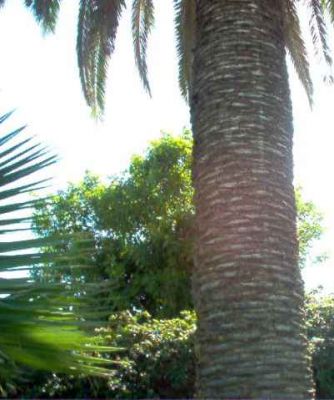 Extension tronc palmier plantes naturelles artificielles stabilisées sans entretien