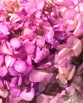 Hortensia fleurs plantes naturelles artificielles stabilisées sans entretien