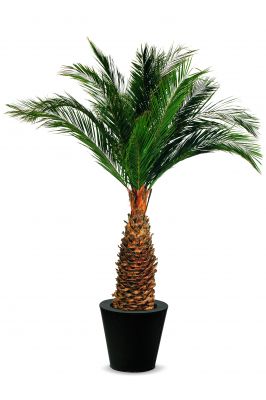 Agave palmiers plantes naturelles artificielles stabilisées sans entretien