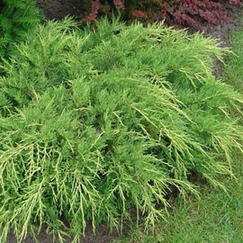 Juniperus plantes naturelles artificielles stabilisées sans entretien
