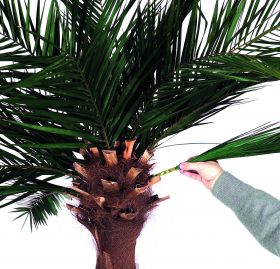 Kit palmier Phoénix Phénix plantes naturelles artificielles stabilisées sans entretien