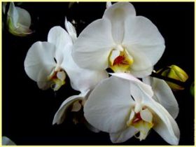 Orchidées fleurs plantes naturelles artificielles stabilisées sans entretien