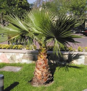 Washingtonia palmiers plantes naturelles artificielles stabilisées sans entretien