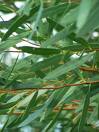 Eucalyptus plantes naturelles artificielles stabilisées sans entretien